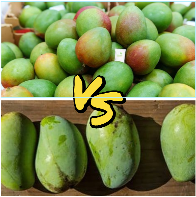 Keitt Vs Kent Mango