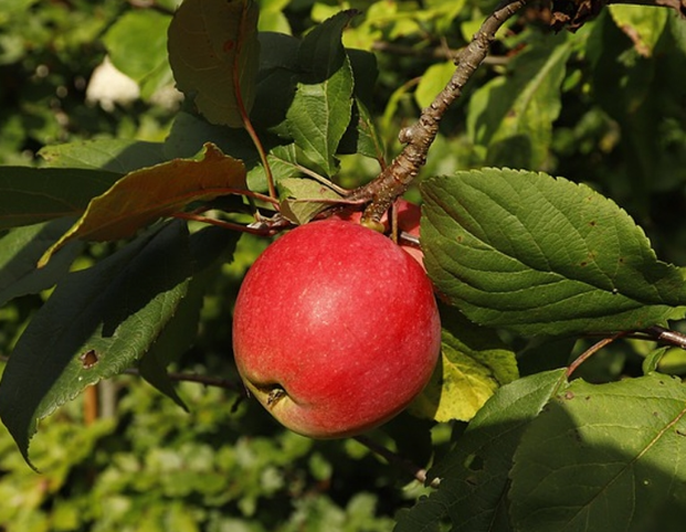 Lady Apples