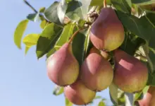 Are Pears Good For Diabetics