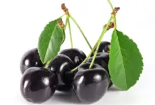 Health Benefits Of Black Cherries