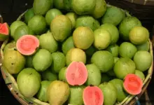 Is Guava Good For Pregnant Women