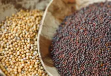 Health Benefits Of Chewing Mustard Seed