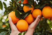 Are Oranges Good For Weight Loss?