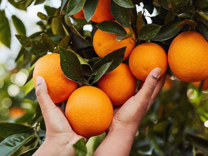 Are Oranges Good For Weight Loss?