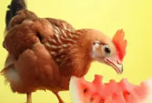 Can Chickens Eat Watermelon Rind