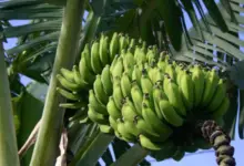Parts Of A Banana Plant