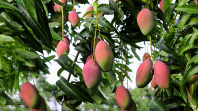 The Reasons Why Mangoes Are Not Actually Considered Berries