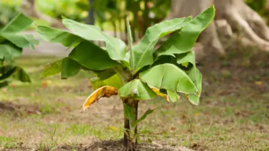 Do Bananas Grow On Trees, Bushes, Vines, Or Shrubs