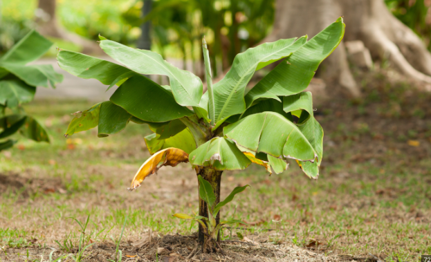 Do Bananas Grow On Trees, Bushes, Vines, Or Shrubs