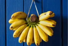 Bananas and Body Weight: Can Bananas Make You Fat Or Slim?