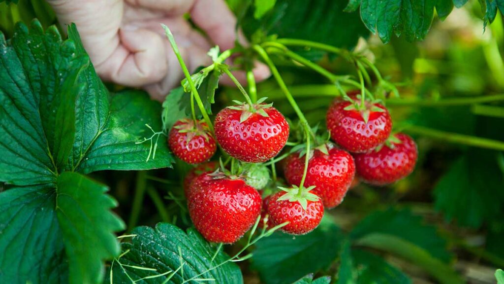 How To Tell If Strawberries Are Sweet