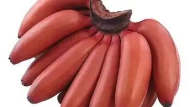 What Are Red Bananas