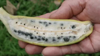 The Anatomy of Banana Seeds: What Do Banana Seeds Look Like?