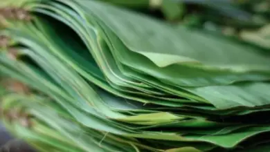 Banana Leaves For Cooking
