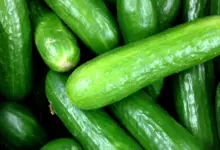 Does Cucumbers Raise Or Lower Your Blood Sugar