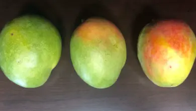 How To Make Mangoes Ripen Faster