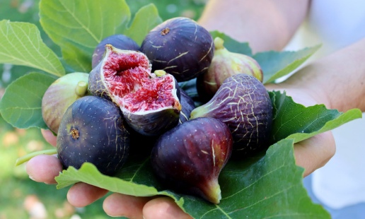 Health Benefits Of Fig Fruit During Pregnancy