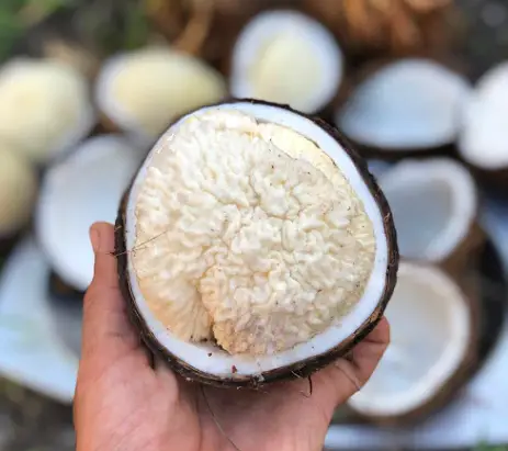 Surprising Benefits Of Eating Sprouted Coconut