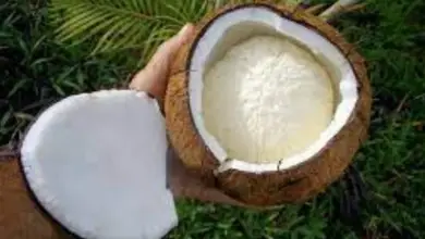 What Is A Sprouted Coconut