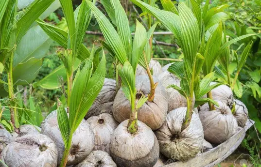 how to sprout a coconut to eat