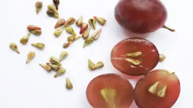 Can You Eat Grape Seeds