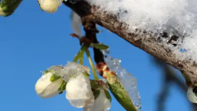 How To Protect Fruit Trees From Frost And Freeze