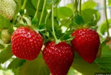 The Complete Lifecycle Of Strawberry Plants