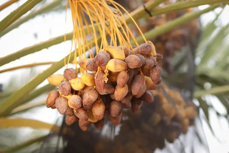 What Kind Of Fruits Grow On Palm Trees, FruitoNix