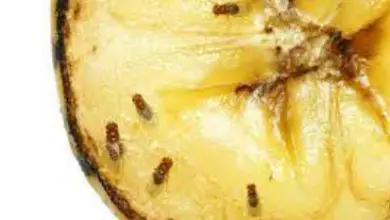 Difference Between Fruit Flies And Gnats: 7 Key Differences