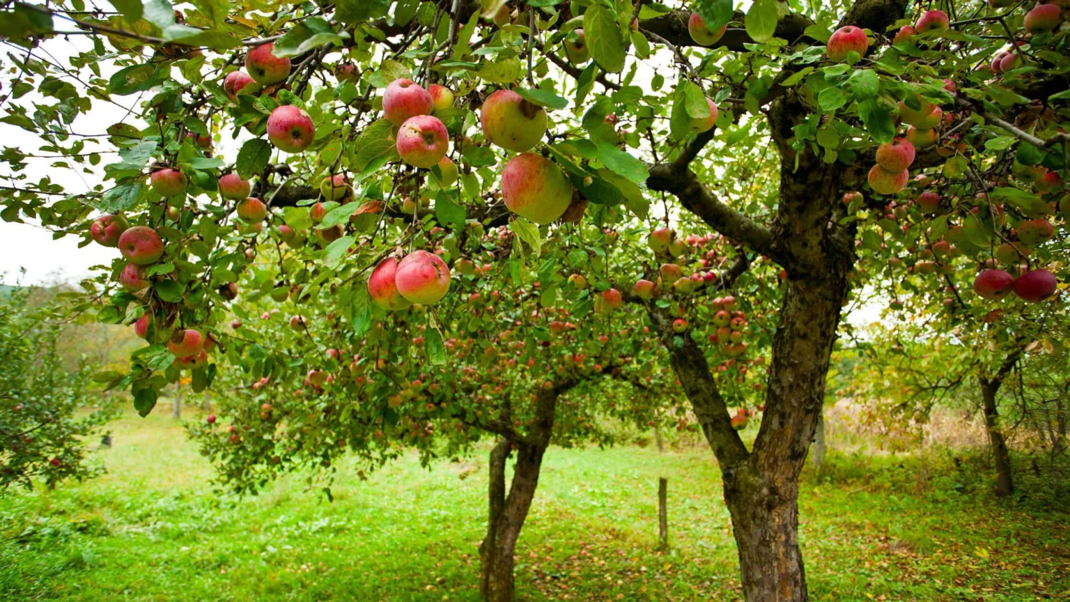 How To Grow A Pear Tree From Seed [Step-By-Step Guide]