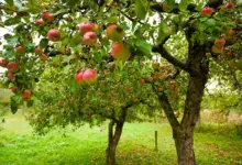 Can You Plant Fruit Trees In The Fall