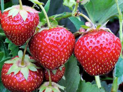 20 Popular Varieties Of Strawberries - And Which To Choose