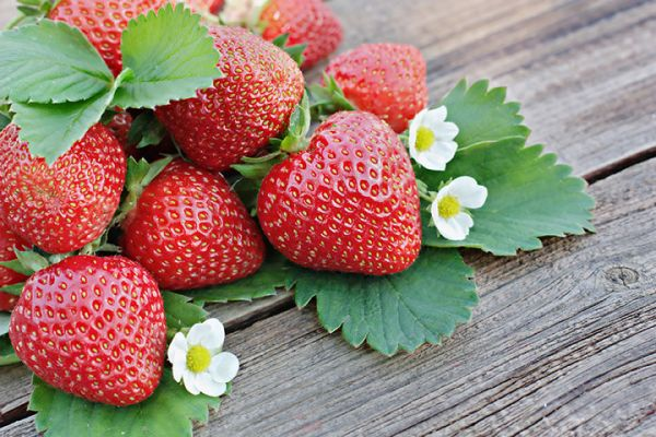 Popular Varieties Of Strawberries, FruitoNix