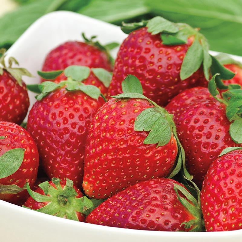 Popular Varieties Of Strawberries, FruitoNix