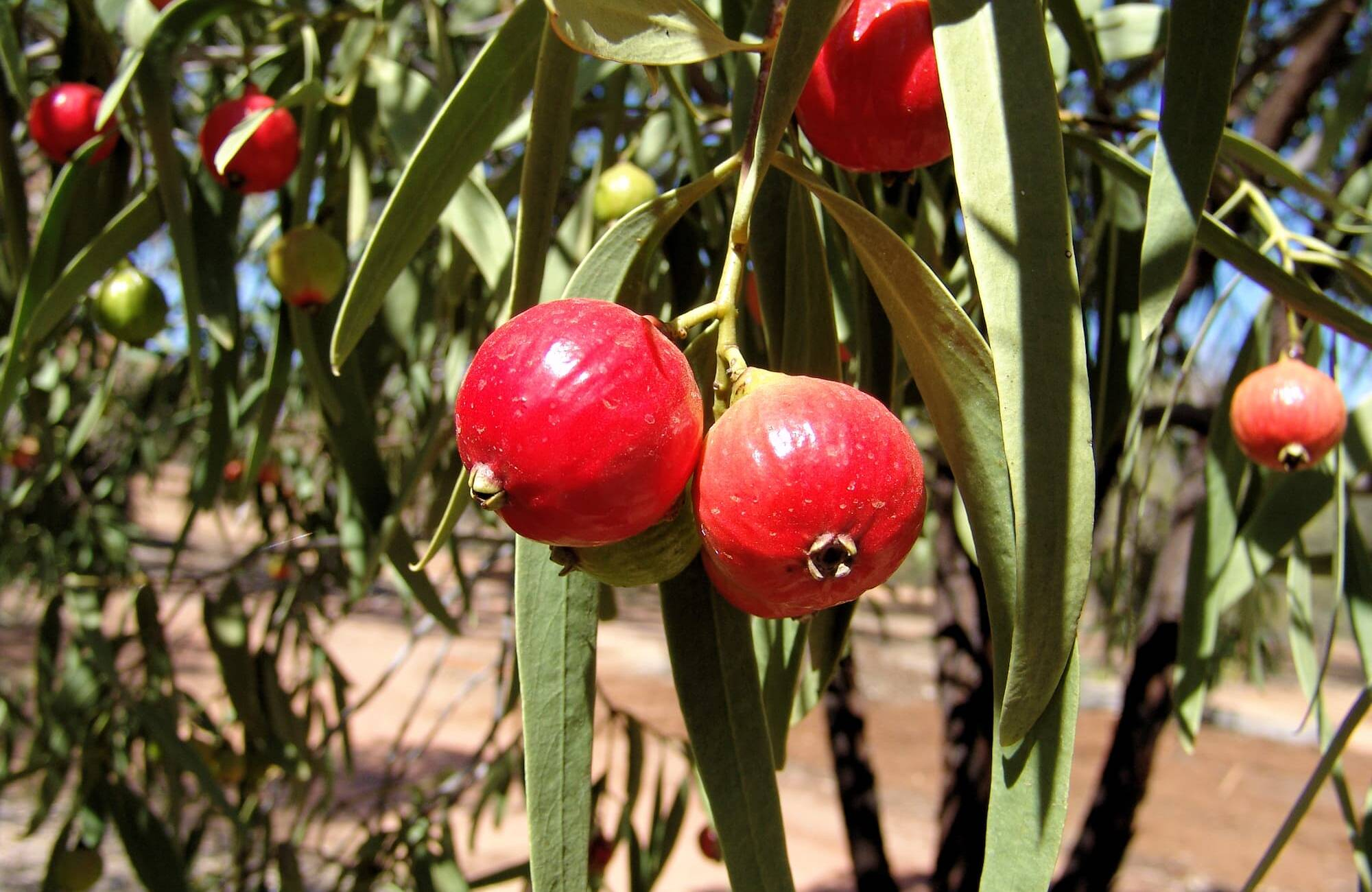 35 Red Colour Fruits [With Pictures] & Their Health Benefits