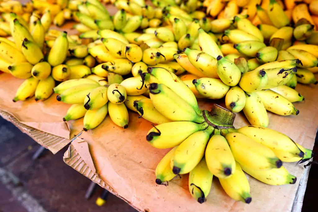 Best Tasting Banana Varieties, FruitoNix