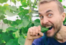 Is Cucumber Good For Men's Health
