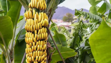 Is Banana A Perennial Crop