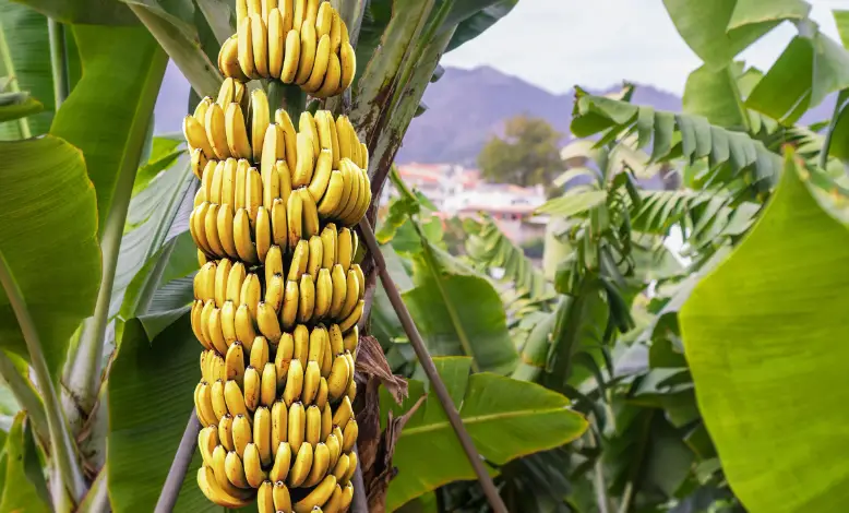 Is Banana A Perennial Crop