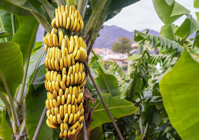 Is Banana A Perennial Crop