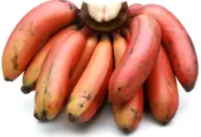 Benefits Of Eating Red Bananas