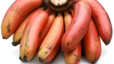 Benefits Of Eating Red Bananas
