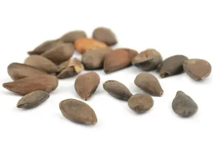 Seed and Fruit Formation