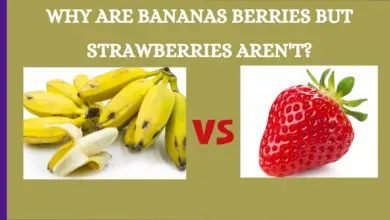 Why Are Bananas Berries But Strawberries Aren't?
