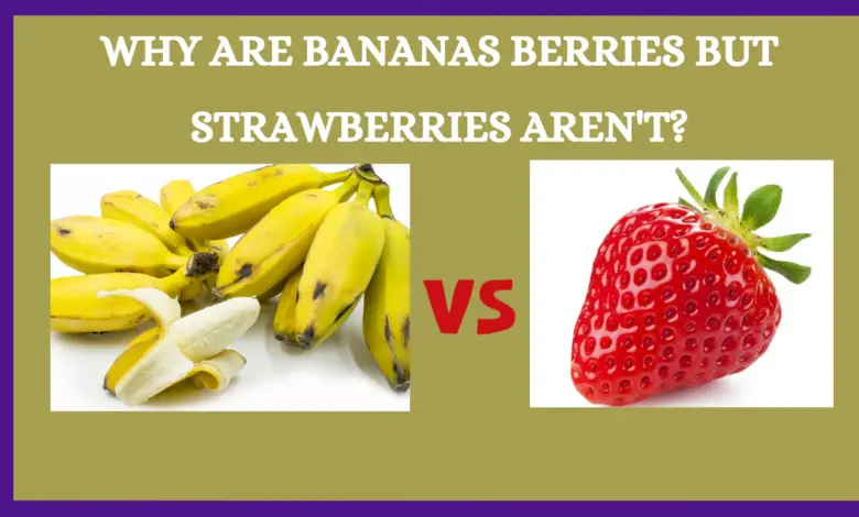 Why Are Bananas Berries But Strawberries Aren't?