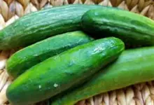 Is Cucumber Good For Hepatitis B Patients