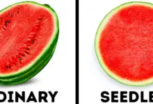 Advantages And Disadvantages Of Seedless Fruits