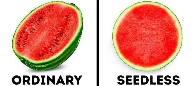 Advantages And Disadvantages Of Seedless Fruits