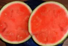Does Seedless Fruits Cause Infertility
