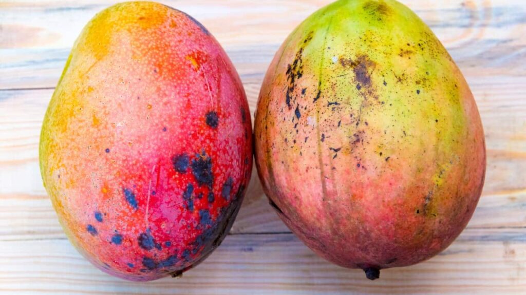 Good Mango Vs Bad Mango